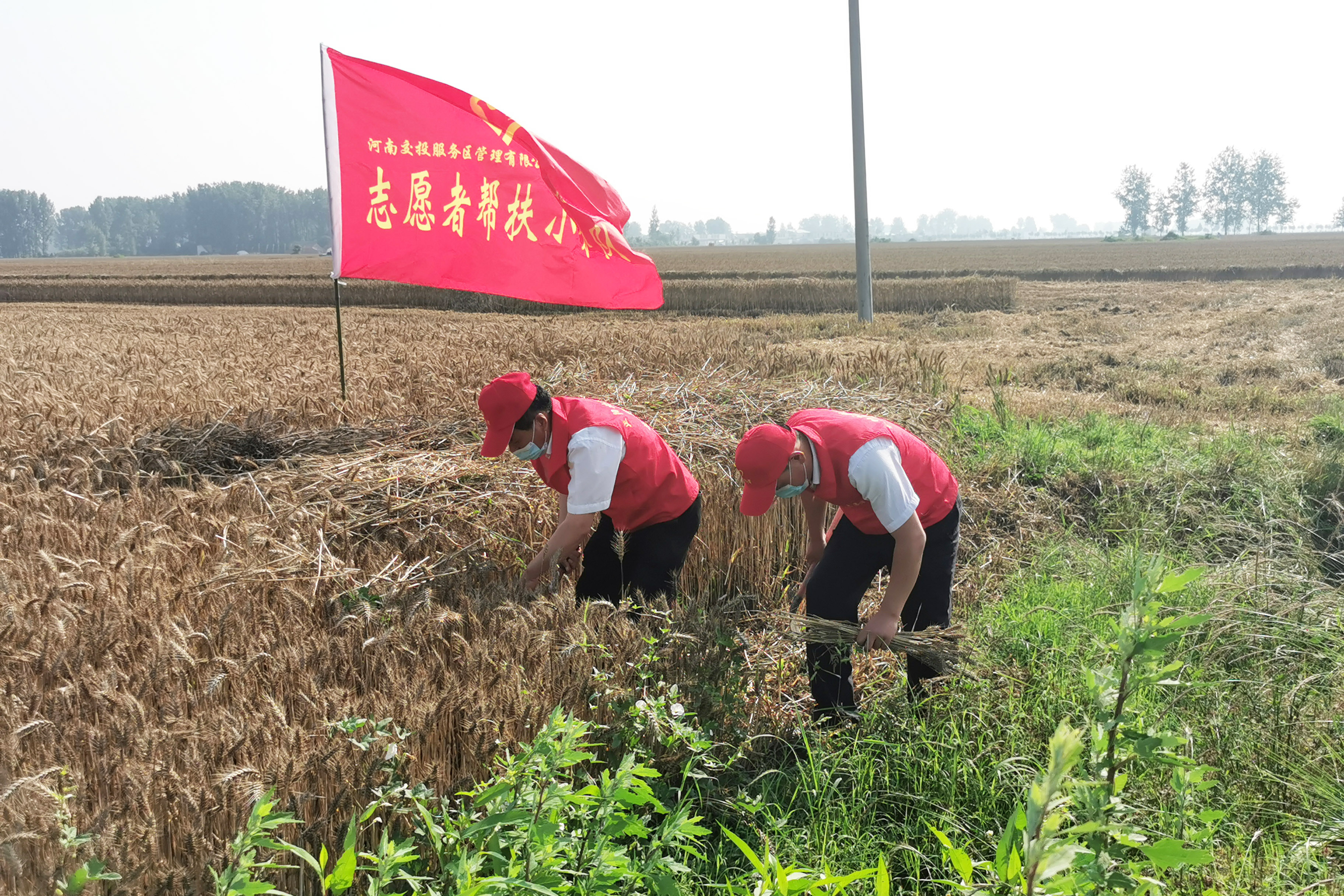正陽北服務(wù)區(qū)成立“三夏”志愿服務(wù)隊(duì)，前往附近村莊幫助農(nóng)戶搶收小麥。拍攝人：周君婭.jpg